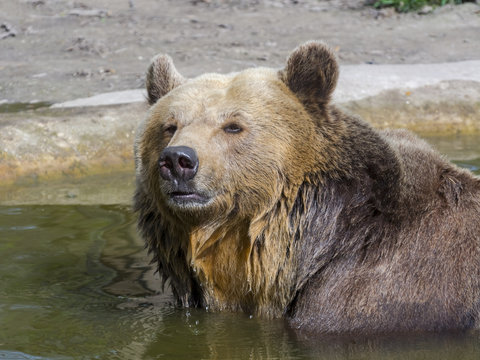 Brown bear bath