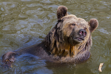 Brown bear bath