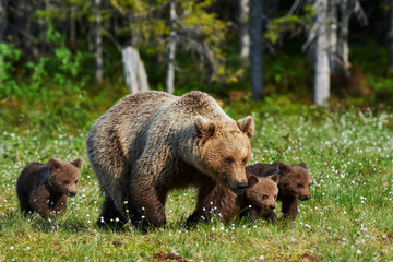 Obraz na płótnie Canvas Mother brown bear and her cubs