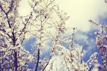 blossoming apricot under the sky