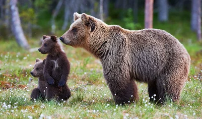 Keuken spatwand met foto Mother bear and cubs © lucaar