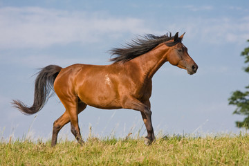 Brown horse running on the meadow