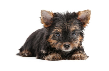Yorkshire puppy over white background