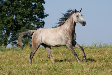 Fototapeta na wymiar White horse running on the meadow