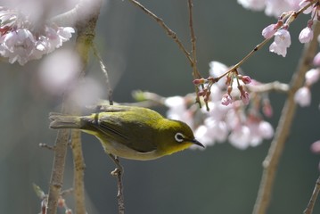 メジロと枝垂れ桜