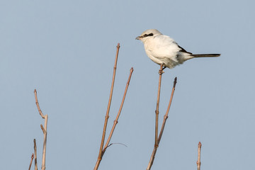 Nördlicher Raubwürger (Lanius excubitor) auf seinem Ansitz