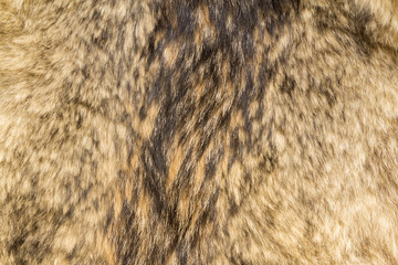 the background texture of the fur pelt of a wild Wolf