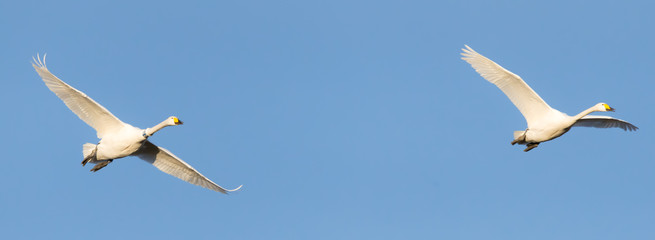Naklejka premium Mit einem Halsring beringter Singschwan (Cygnus cygnus) im Flug