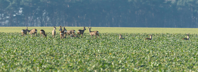 Sprung von 14 Rehen (Capreolus capreolus) auf einem Feld