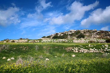 Fototapeta na wymiar Malta, spring with yellow flowers and blue sky