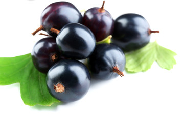 Wild black currant with green leaves isolated on white