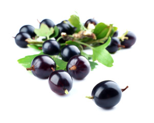 Wild black currant with green leaves isolated on white