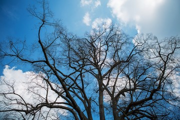 Sky through the winter tree branches