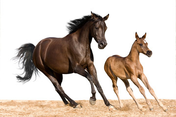 Mare with foal running on white background