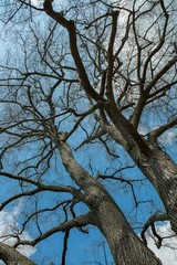 Fototapeta na wymiar Sky through the winter tree branches
