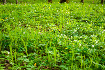 Young grass in spring forest.