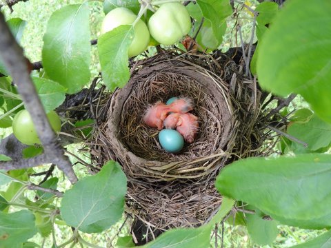 American robin nest with newborn babies and eggs