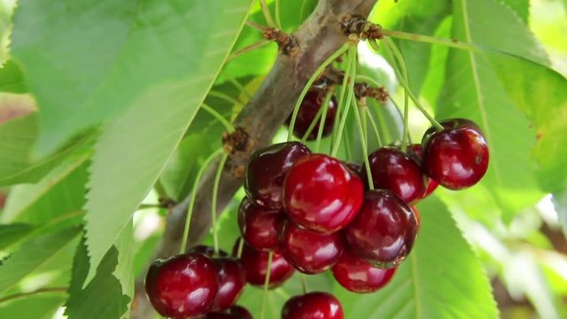 ripe cherries on a branch of a cherry tree. Sunny summer day