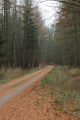 Naklejka premium country road in the forest on misty day