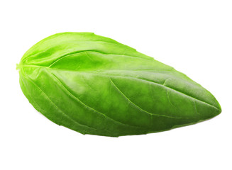 Fresh basil leaf isolated on white
