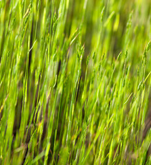 Green grass in the sunshine