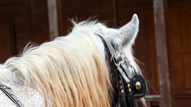 Horse riding slow motion. View from behind the horse.