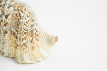Detail of sea conch shell on isolated background