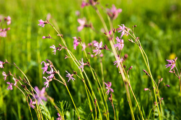 Ragged Robin (Lychnis flos-cuculi) flowers