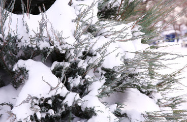 Snow-covered thuya bush in winter park