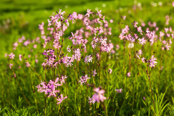 Ragged Robin (Lychnis flos-cuculi) flowers