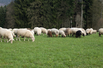 viele Schafe grasen auf einer Wiese