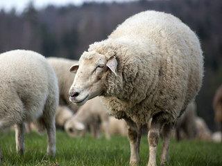 Fototapeta premium sheep outside on meadow