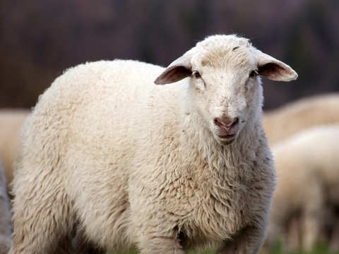 sheep face, lamb look in camera