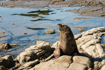 New Zealand fur seal basking on rocks