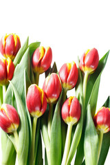 tulipani recisi su sfondo bianco