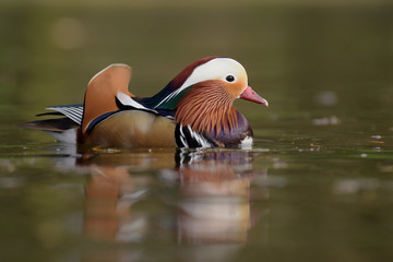 Mandarin Duck, Duck