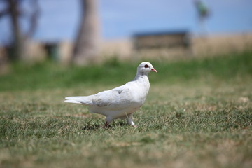 白い鳩