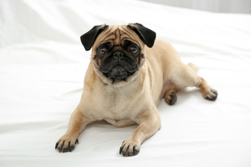 Pug dog lying in bed