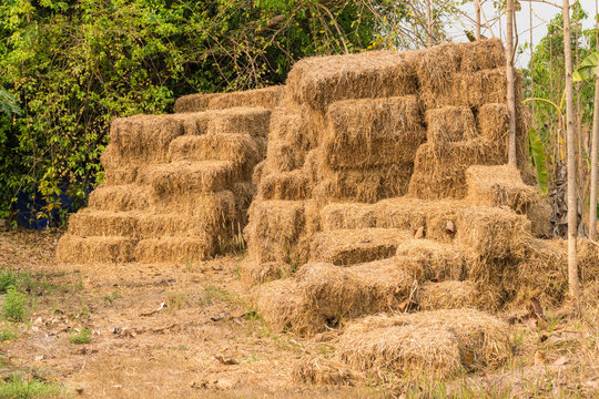 Hey Stack, Dry Grass Background