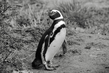 Fototapeta premium Magellan Penguins (order Sphenisciformes, family Spheniscidae) are a group of aquatic, flightless birds living almost exclusively in the southern hemisphere, especially in Antarctica.