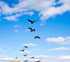 Flock of Canada Geese taking off into sky.