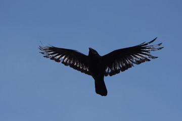 Carrion Crow