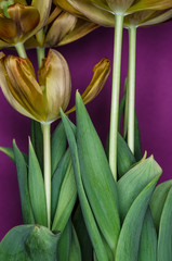 Obraz premium Tulips