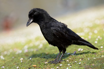 Carrion Crow