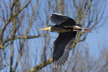 Grey Heron, Ardea cinerea 
