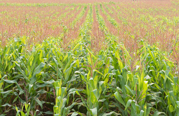 Green corn field