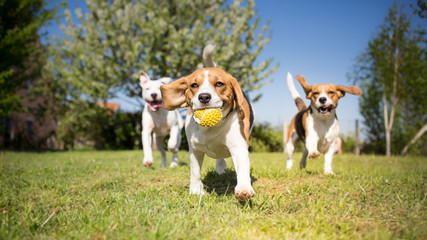 Gruppe von Hunden, die im Park spielen