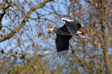 Grey Heron, Ardea cinerea 