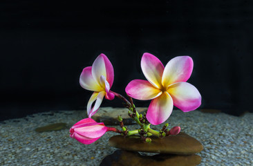 Obraz na płótnie Canvas Flower pink plumeria or frangipani on pebble and water on black