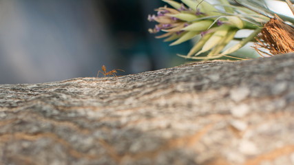Ants 